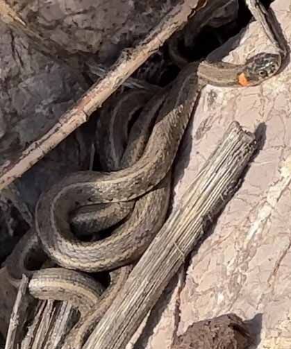 Brezilya’nın ‘Yılan Adası’ değil Yüksekova