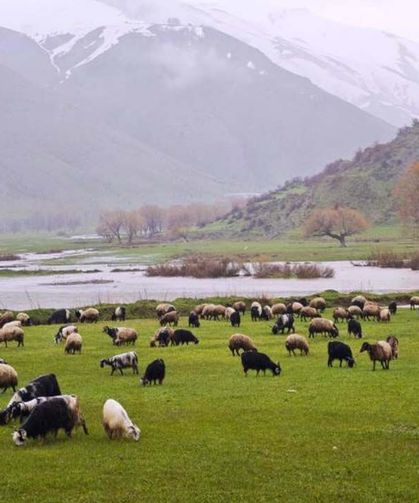 Meralar yeşerdi, hayvanlar otlaklara çıktı