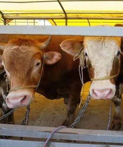 10 soruda kurban ibadeti: İşte doğru bilinen yanlışlar