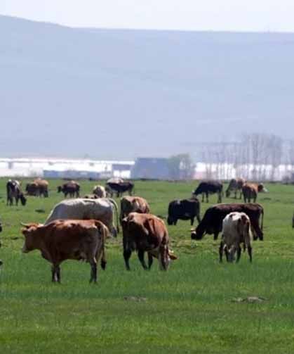 Kurban satışlarında sosyal medya tuzağı