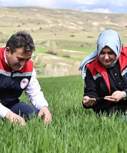 Yağışlar nedeniyle tarımda 'sarı pas' alarmı