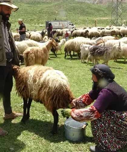 Yüksekova'da berivanların yayla mesaisi başladı