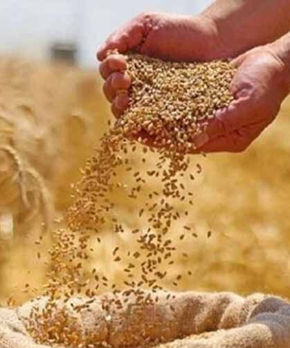 Hububat alım ve satış fiyatları belli oldu