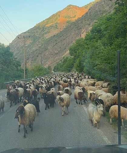 Hakkari'de yayla sezonu gecikmeli başladı