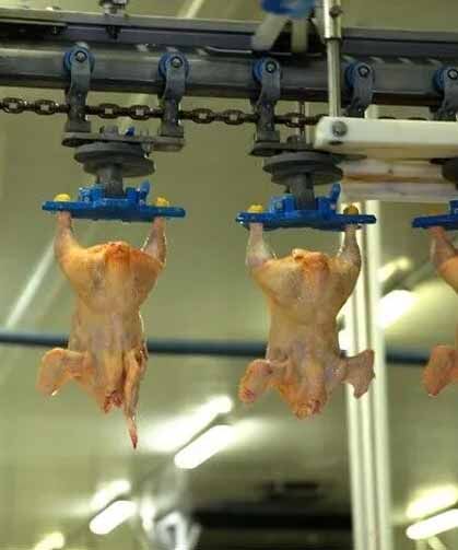 Tavuk eti üretimi mayısta yıllık bazda yüzde 16,3 azaldı