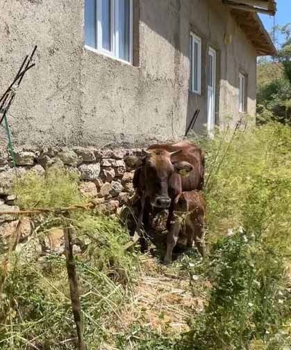 Bir ineği telef oldu, 7 inek, 5 buzağı sahibi oldu