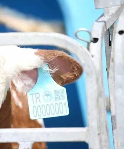 Elektronik küpede yeni dönem