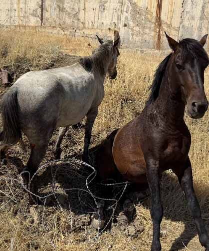 Sınır telleri arasında mahsur kalan atlar kurtarıldı