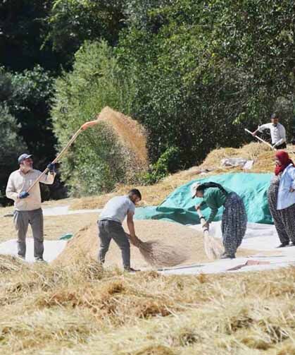 Bitlis’te geleneksel çeltik hasadı