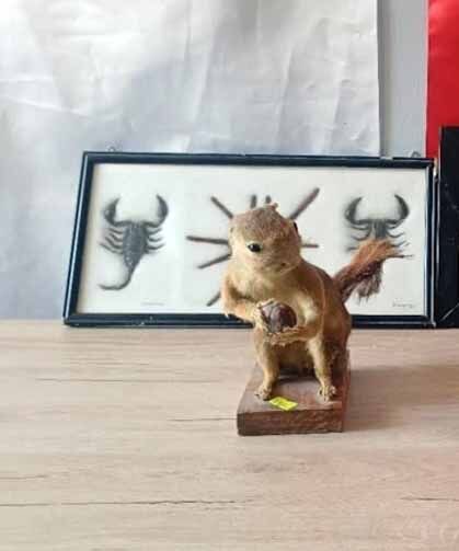 İş yerinde hayvan tahnitlerini satarken yakalandı