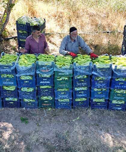 86 yaşındaki adam yetiştirdiği biberlerle bölgenin ihtiyacını karşılıyor