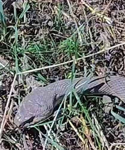 Hakkari'de 1,5 metrelik kocabaş yılanı görüntülendi
