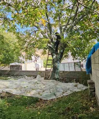 Tescilli Adilcevaz cevizinde hasat mesaisi devam ediyor