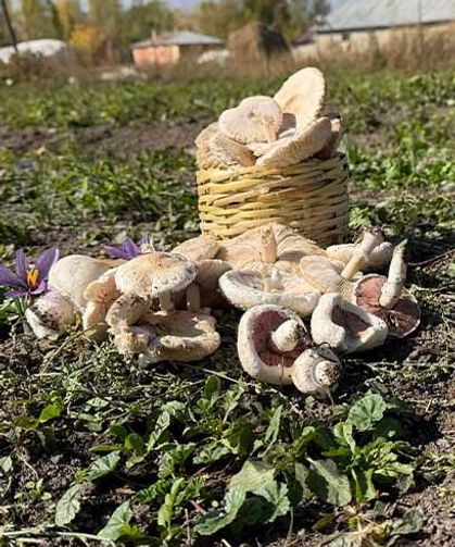 Esnaflığı bıraktı, tarlada serveti buldu