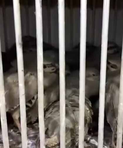 Van'da kafes avcılığı yapan 2 şahsa para cezası uygulandı