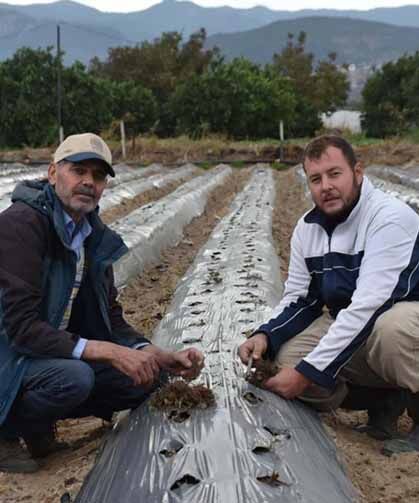Baba-oğul, ata toprağında organik tarım yapıyor