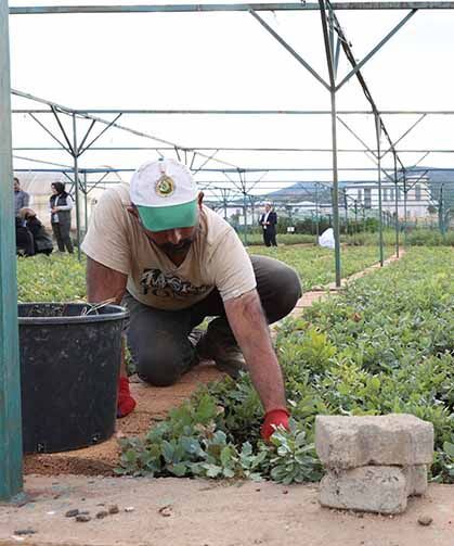 72 dönümlük fidanlıkta 18 farklı türde üretim yapılıyor