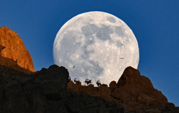 Van'da dağın zirvesindeki yaban keçileri dolunayla birlikte görüntülendi