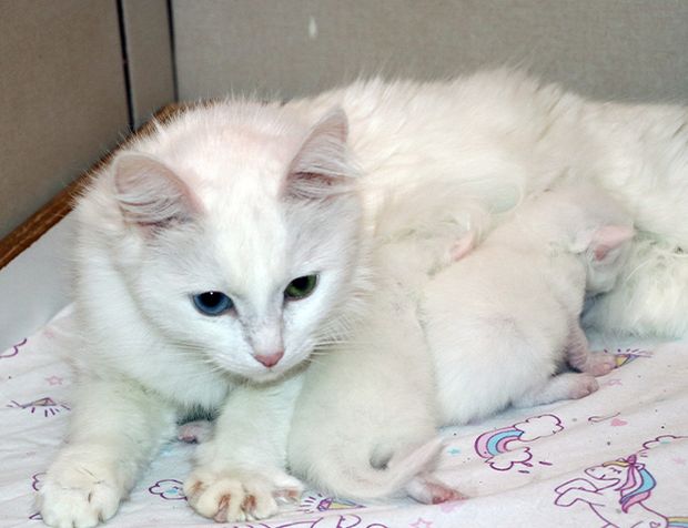 Van kedisinin doğum oranı yüzde 50 arttı
