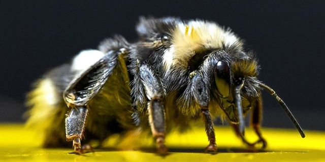 Bombus arıları Van'da da yetiştirilmeye başlandı