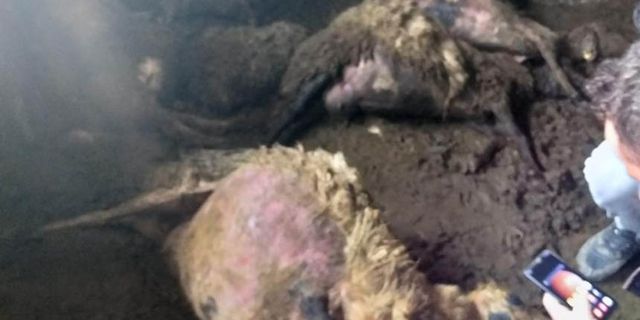 Van'da sürüye kurt dadandı: 35 koyun telef oldu