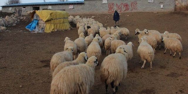 10 bin çiftçiye 1 milyon koyun verilecek