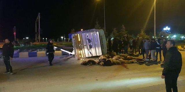 Van'da Cip ile kamyonet çarpıştı: 25 hayvan telef oldu