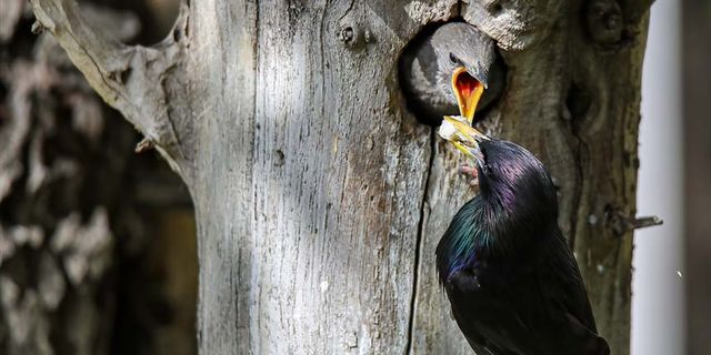 Van'da sığırcık kuşunun yavrularını besleme anı görüntülendi