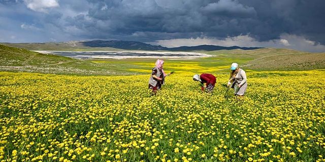 Van'da doğa bahar yağmurlarıyla renklendi