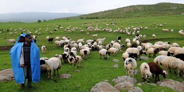 Van’da 131 bin koyun dağıtıldı