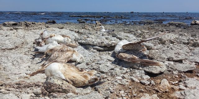 Van Gölün’de  toplu martı ölümleri
