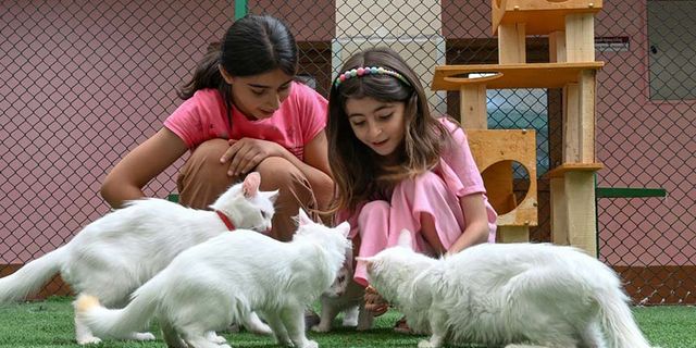 Van Kedi Villası'nda her sene 100 sevimli pati sahiplendiriliyor