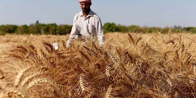 Üreticiler buğdayda tüccarın insafına kaldı