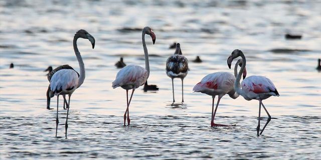 Van Gölü'ndeki kuraklık flamingoları da etkiledi