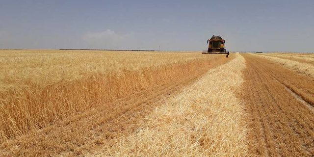 Vanlı çiftçilerin dikkatine! Yüzde 75 hibe destekli buğday-arpa tohumu dağıtılacak