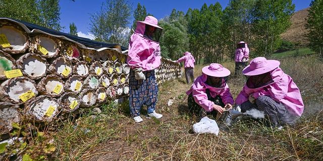 Van'da pembe kıyafetli kadınlar bal hasadına başladı