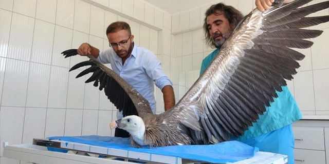 Van’da 200 yaban hayvanı tedavi edildi