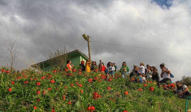 Fotoğraf tutkunları ve doğaseverler Van'da çiçek açan ters laleleri görüntüledi