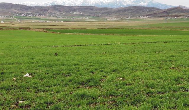 Van'da yağışlar çiftçinin yüzünü güldürdü