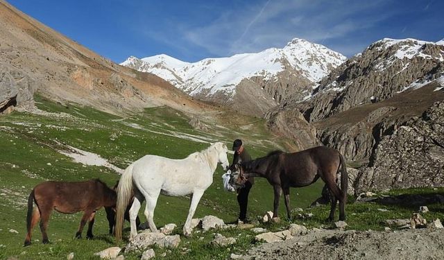 Munzur'da yılkı atları görüntülendi