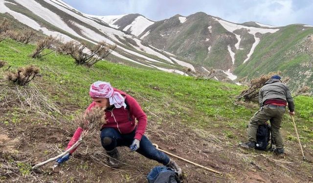 Pancar toplamak için dağlara tırmanıp kilometrelerce yürüyorlar