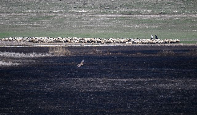 Van'daki sazlık yangınları kuşların yaşam alanlarını daralttı