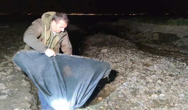 Van'da İnci kefali için gece denetimi