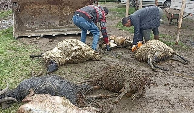 Van'da ahıra kurt girdi, koyunları telef etti