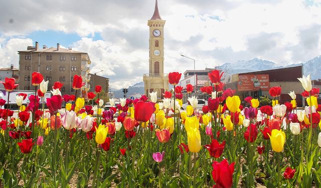 Van’ın park ve bahçeleri lalelerle renklendi