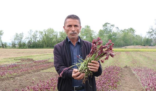 Topraktan çıkan altın: Kilosu 2 bin TL