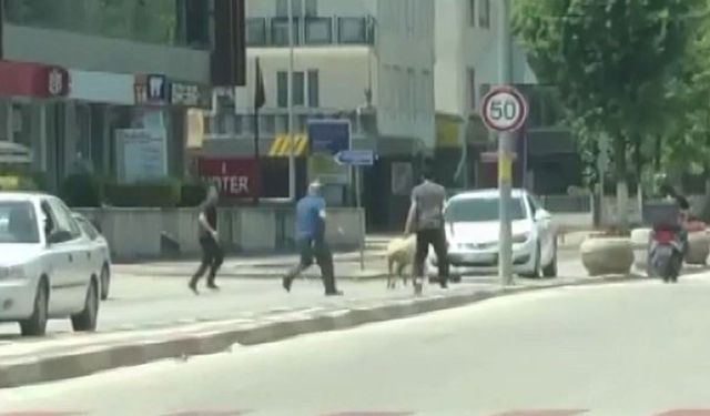 Sahibinden kaçan koyun trafiği birbirine kattı