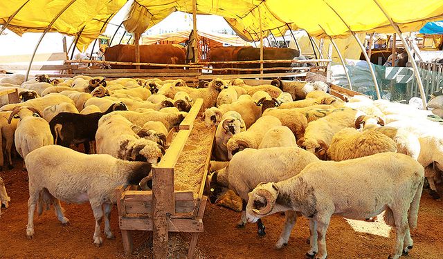 Tuşba’da kurban satış ve kesim yerleri belirlendi! İşte o yerler...