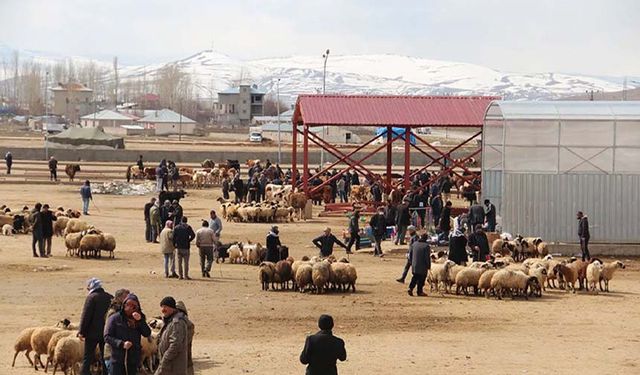 Kurbanlık alacaklar dikkat! Van Ticaret Borsası uyardı