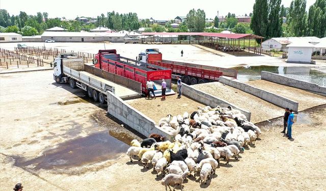 Van'dan batıdaki illere kurbanlık sevkiyatı devam ediyor